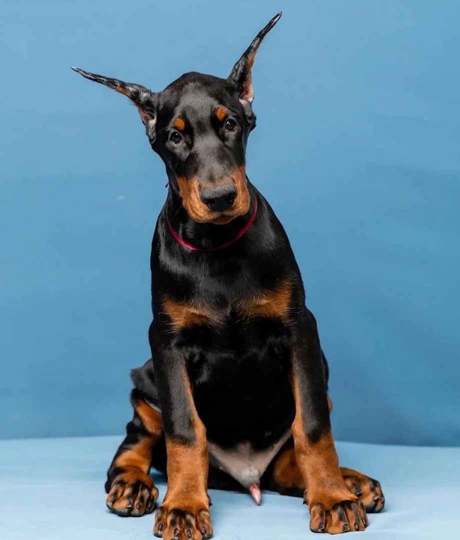 Hunde Dobermann FCI TOP Welpen Doberman