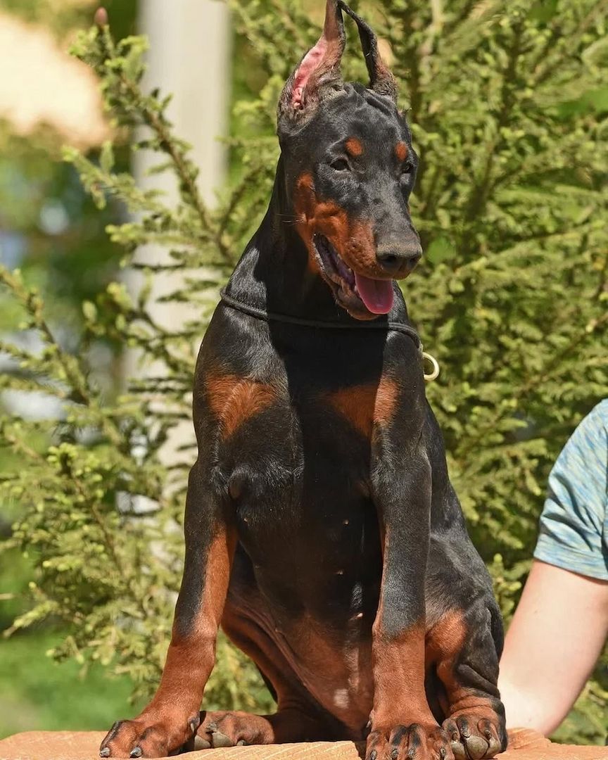 12 Wochen alte Dobermann Welpen