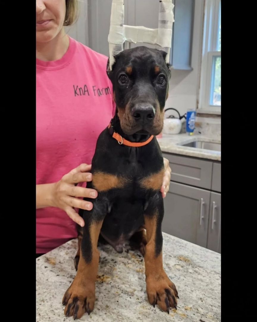 12 Wochen alte Dobermann Welpen