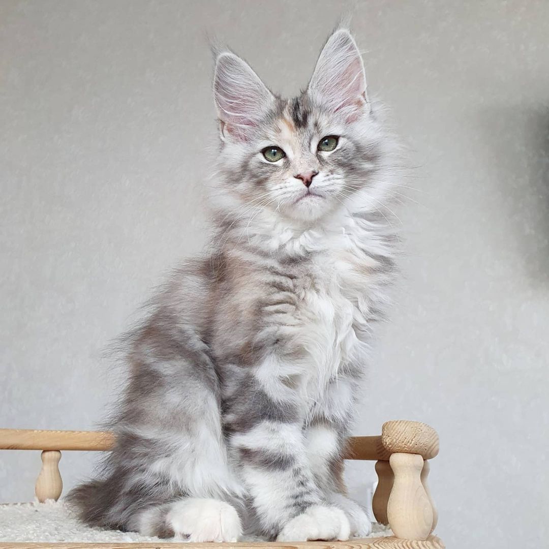 Maine Coon Kätzchen mit Stammbaum