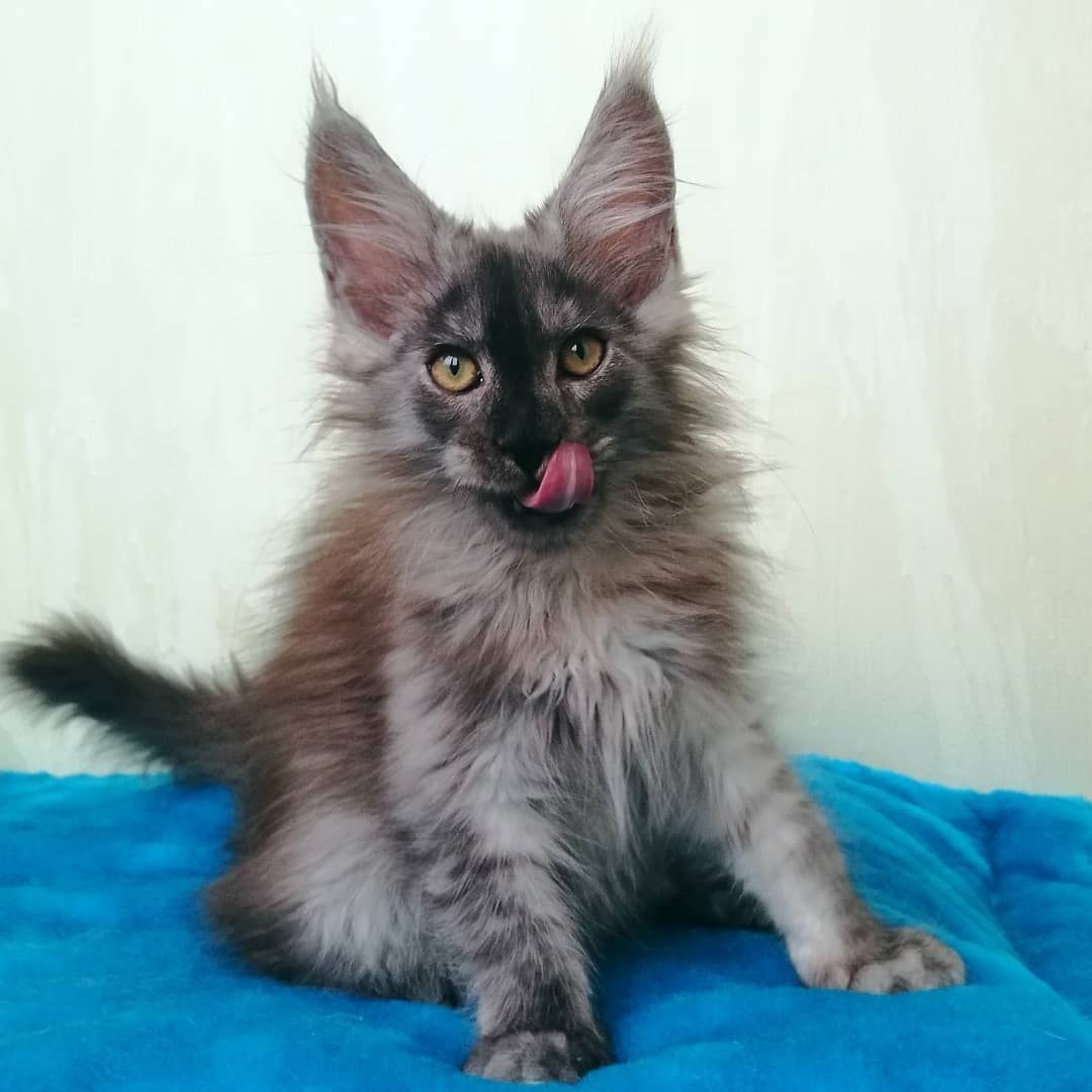 Maine Coon Kätzchen mit Stammbaum