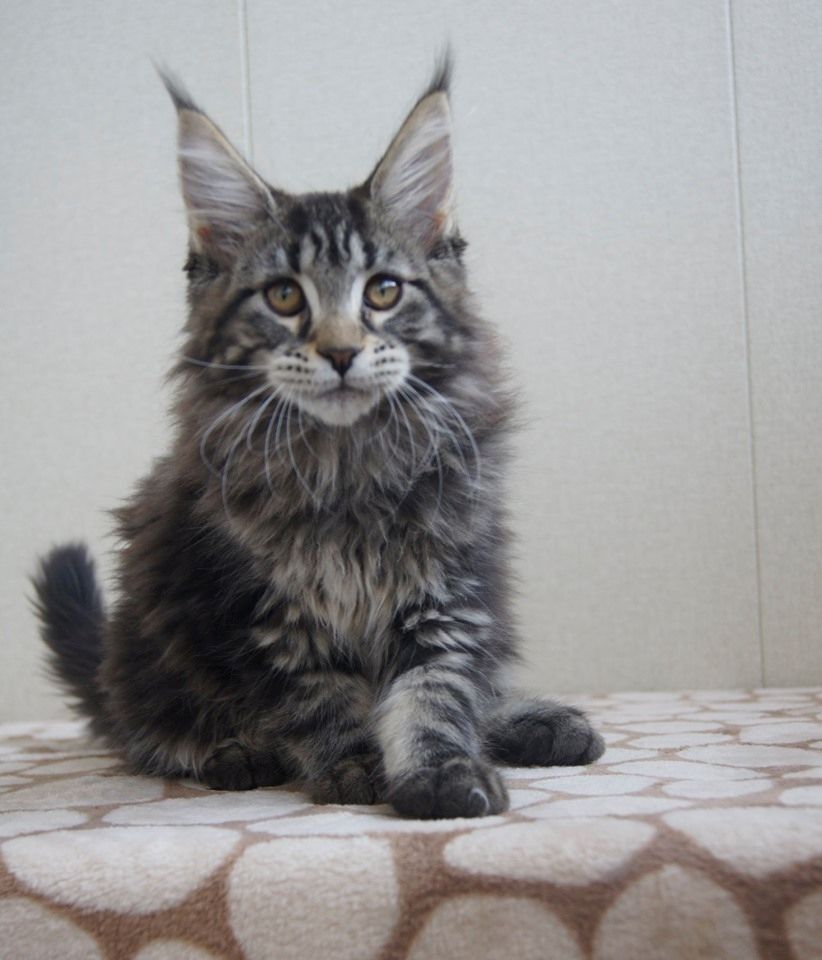 Maine Coon Kätzchen mit Stammbaum