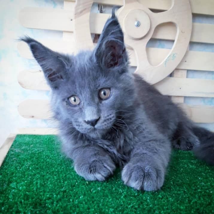Bezaubernde Maine Coon kitten mit stammbaum N/N genetisch frei von Erbkrankheiten
