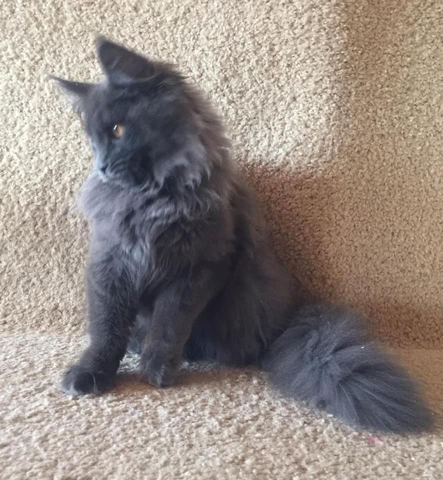 Bezaubernde Maine Coon kitten mit stammbaum N/N genetisch frei von Erbkrankheiten