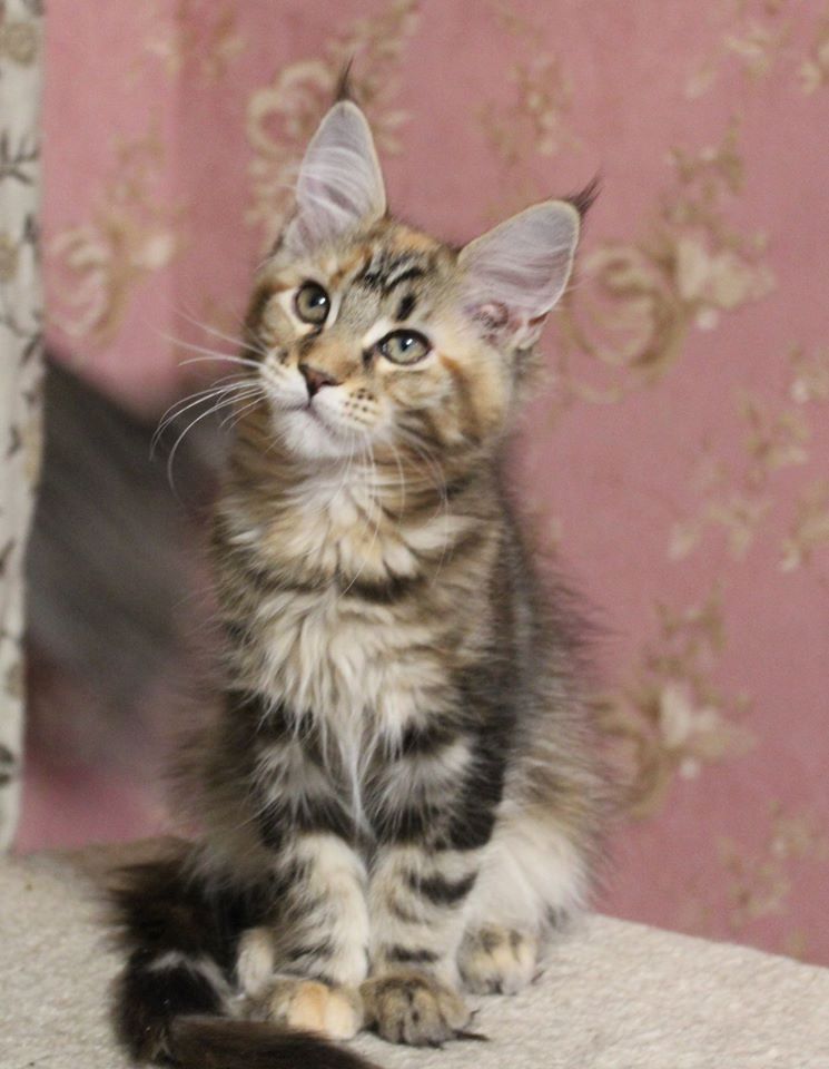 Bezaubernde Maine Coon kitten mit stammbaum N/N genetisch frei von Erbkrankheiten