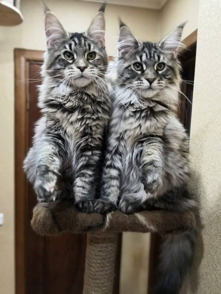 Bezaubernde Maine Coon kitten mit stammbaum N/N genetisch frei von Erbkrankheiten