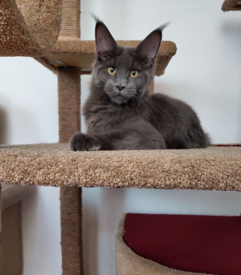 Bezaubernde Maine Coon kitten mit stammbaum N/N genetisch frei von Erbkrankheiten