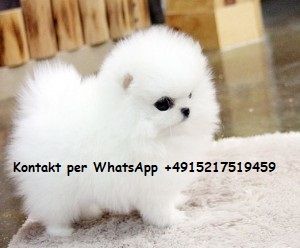 Wunderschöne Mini Pomeranian Zwergspitz Welpen