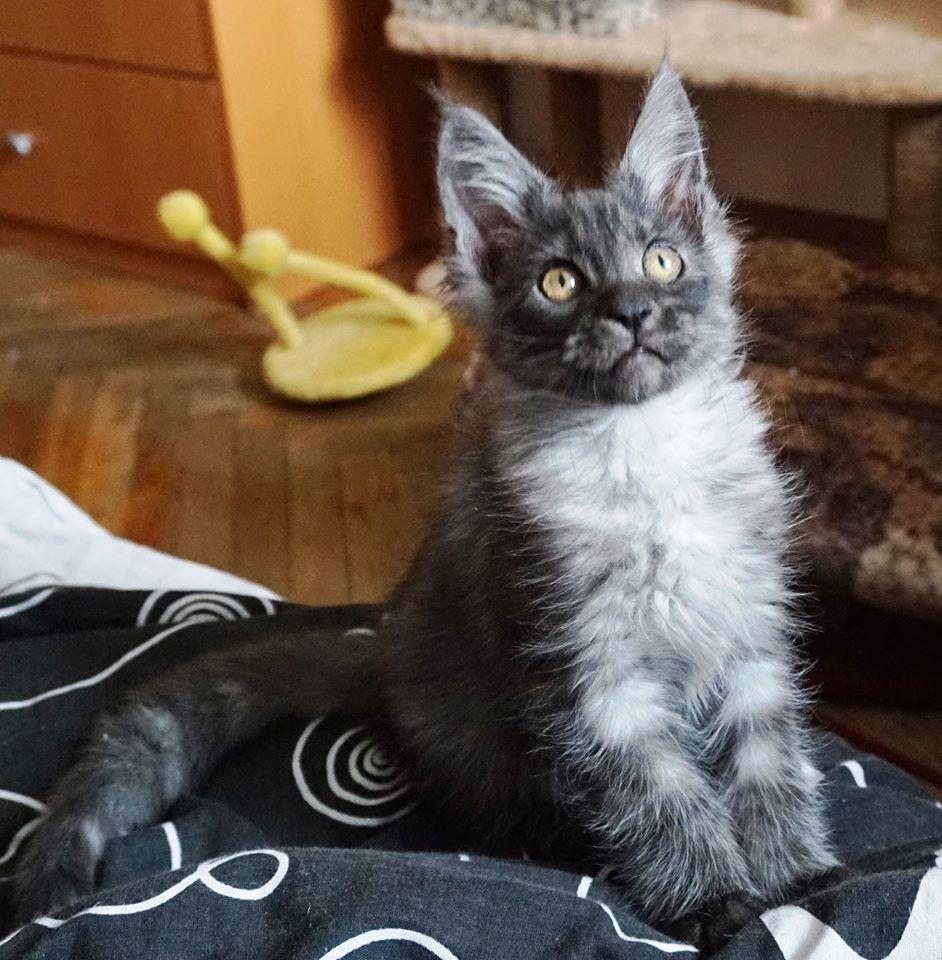 Maine Coon Kätzchen mit Stammbaum
