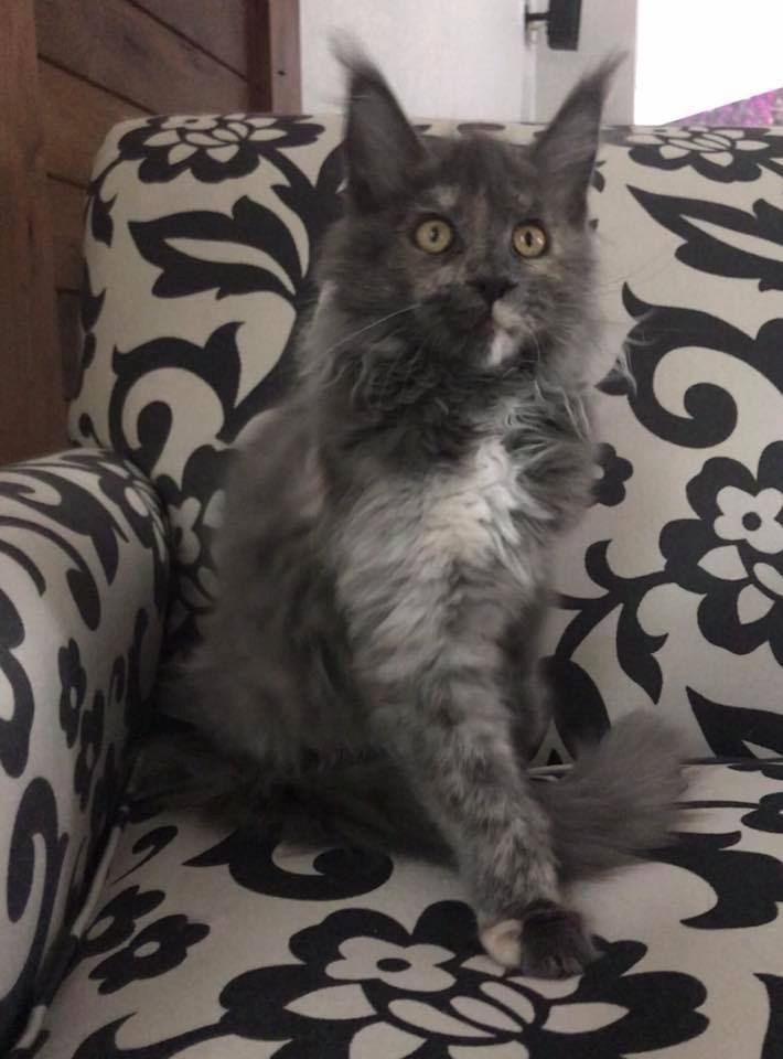 Maine Coon Kätzchen mit Stammbaum