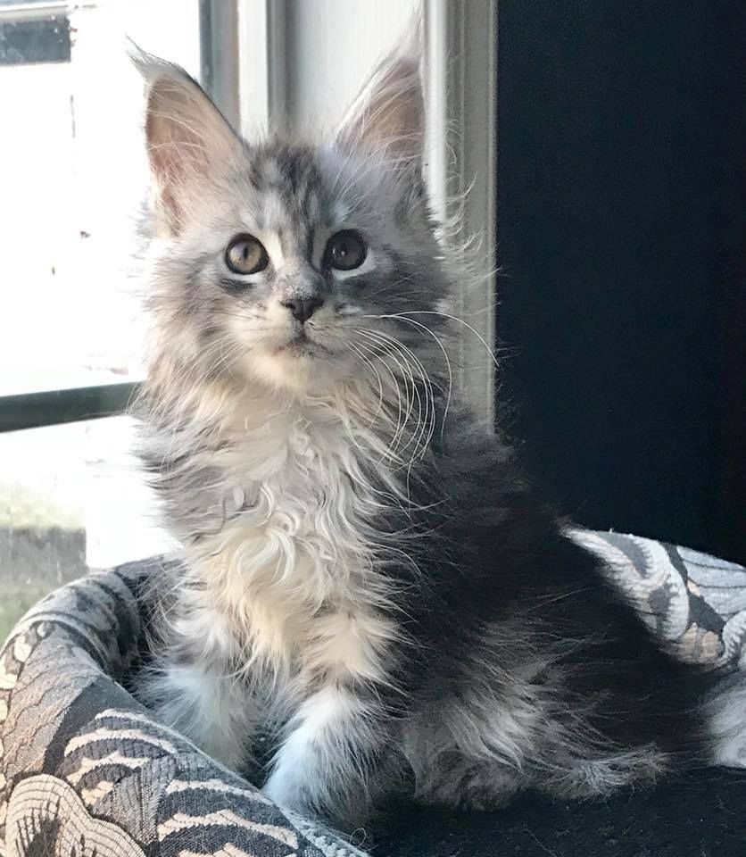 Maine Coon Kätzchen mit Stammbaum