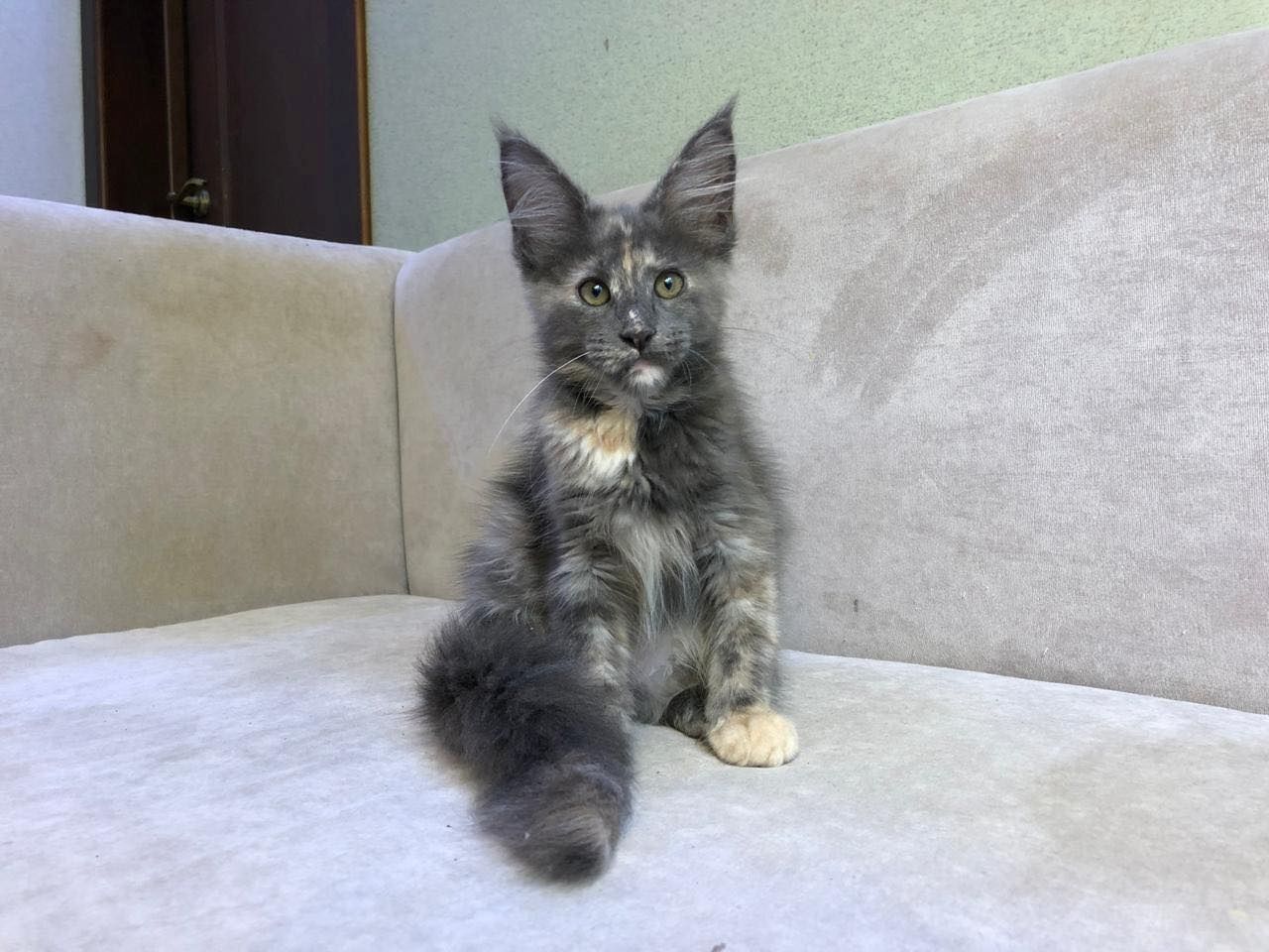 Maine Coon Kätzchen mit Stammbaum