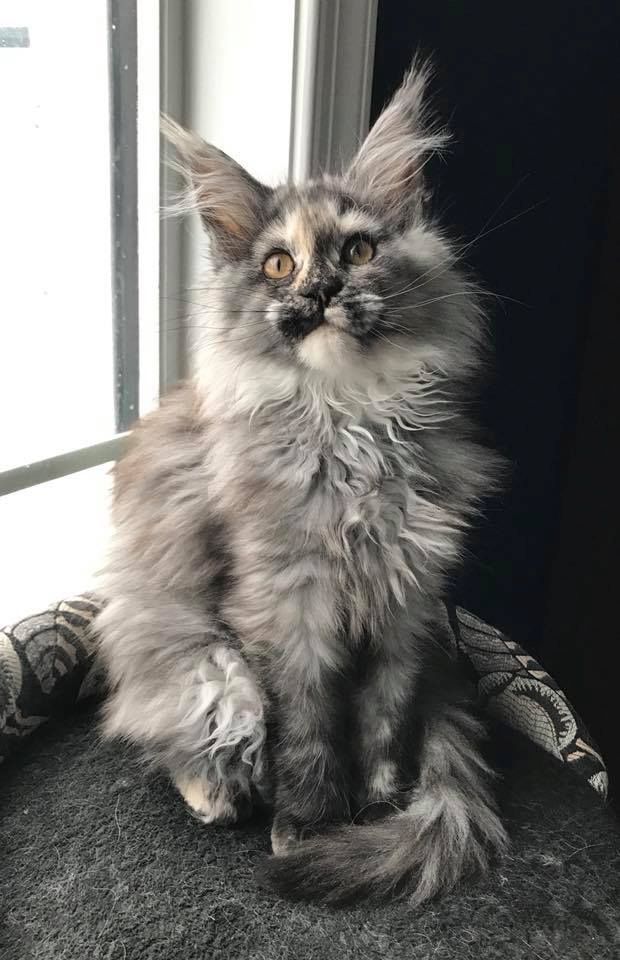 Wunderschöne Maine Coon Kätzchen suchen ihr Für-immer-Zuhause!