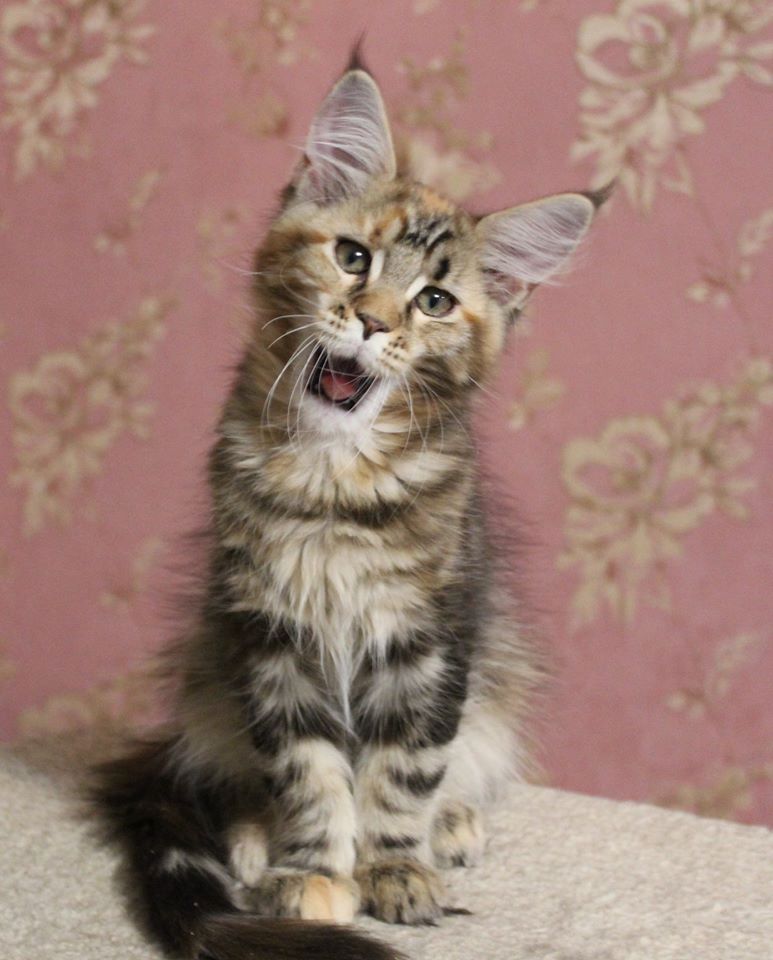 Wunderschöne Maine Coon Kätzchen suchen ihr Für-immer-Zuhause!