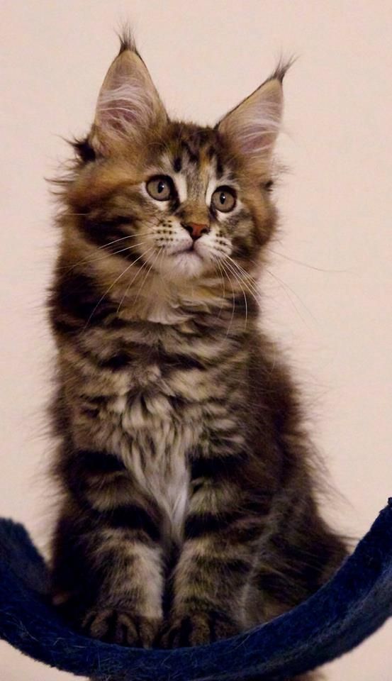 Wunderschöne Maine Coon Kätzchen suchen ihr Für-immer-Zuhause!