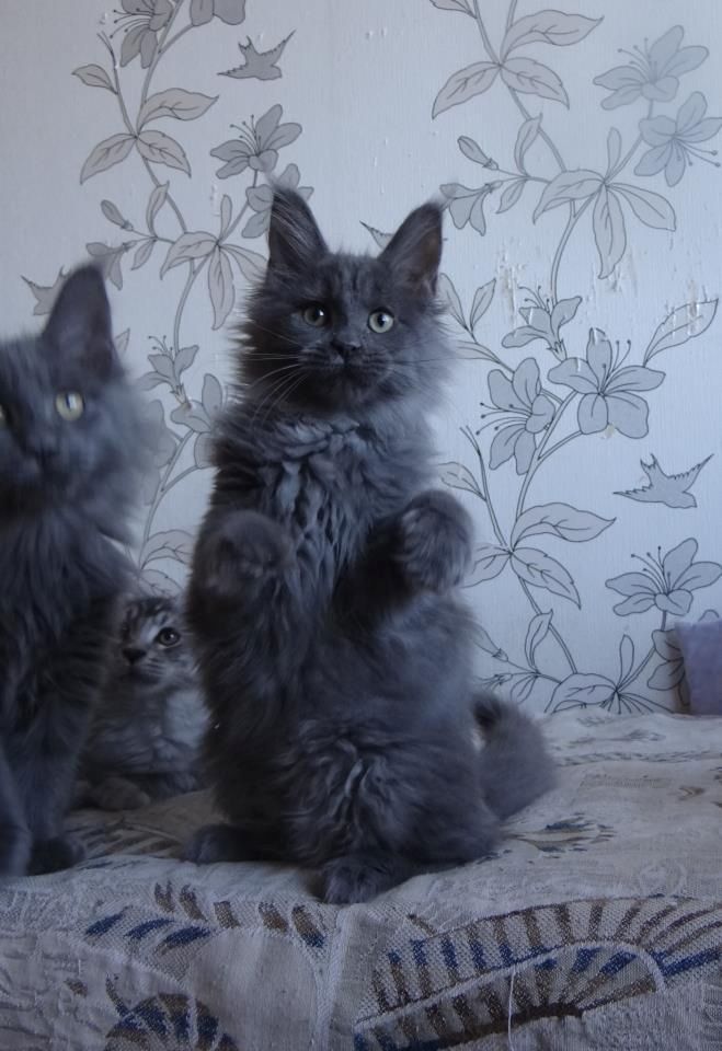 Wunderschöne Maine Coon Kätzchen suchen ihr Für-immer-Zuhause!