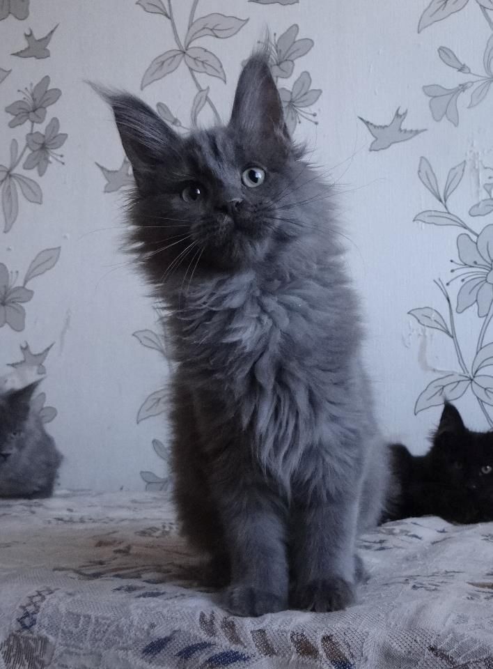 Wunderschöne reinrassige Maine Coon Kitten dürfen ausziehen!