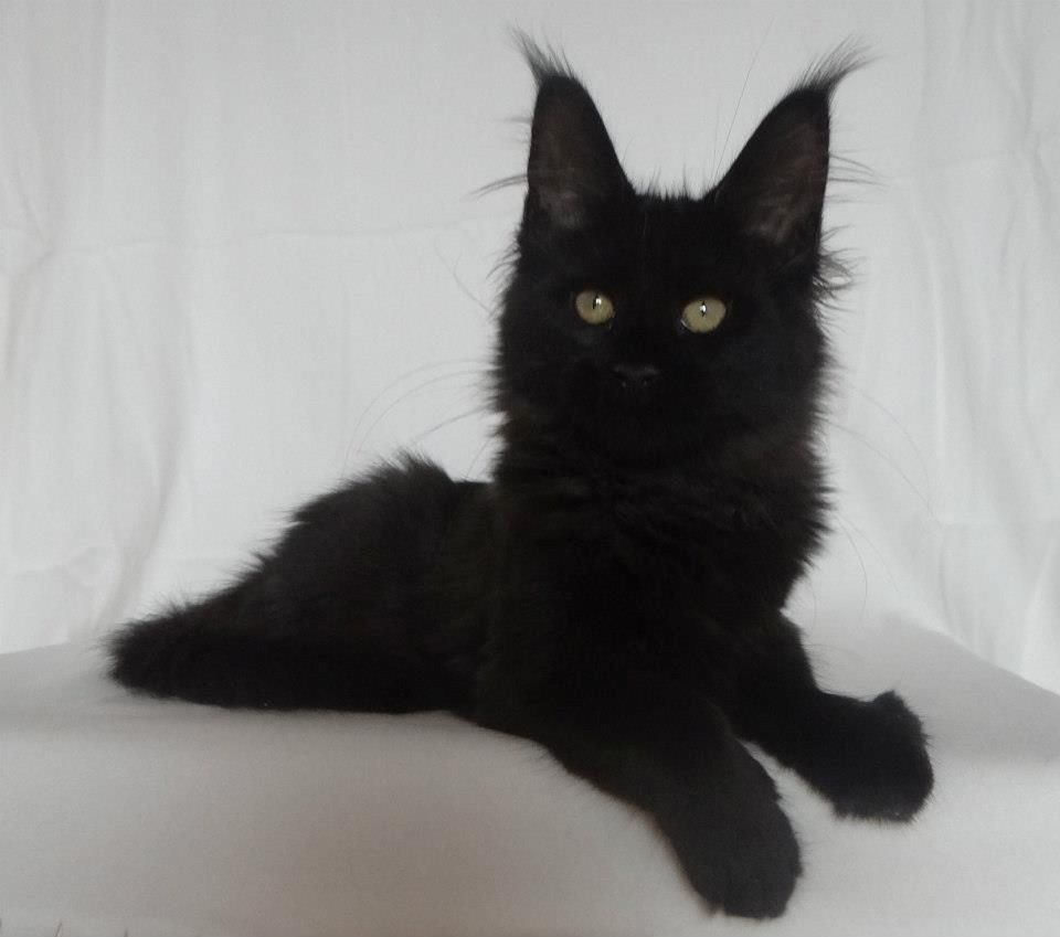 Wunderschöne reinrassige Maine Coon Kitten dürfen ausziehen!