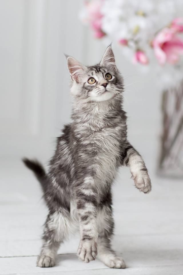Wunderschöne reinrassige Maine Coon Kitten dürfen ausziehen!