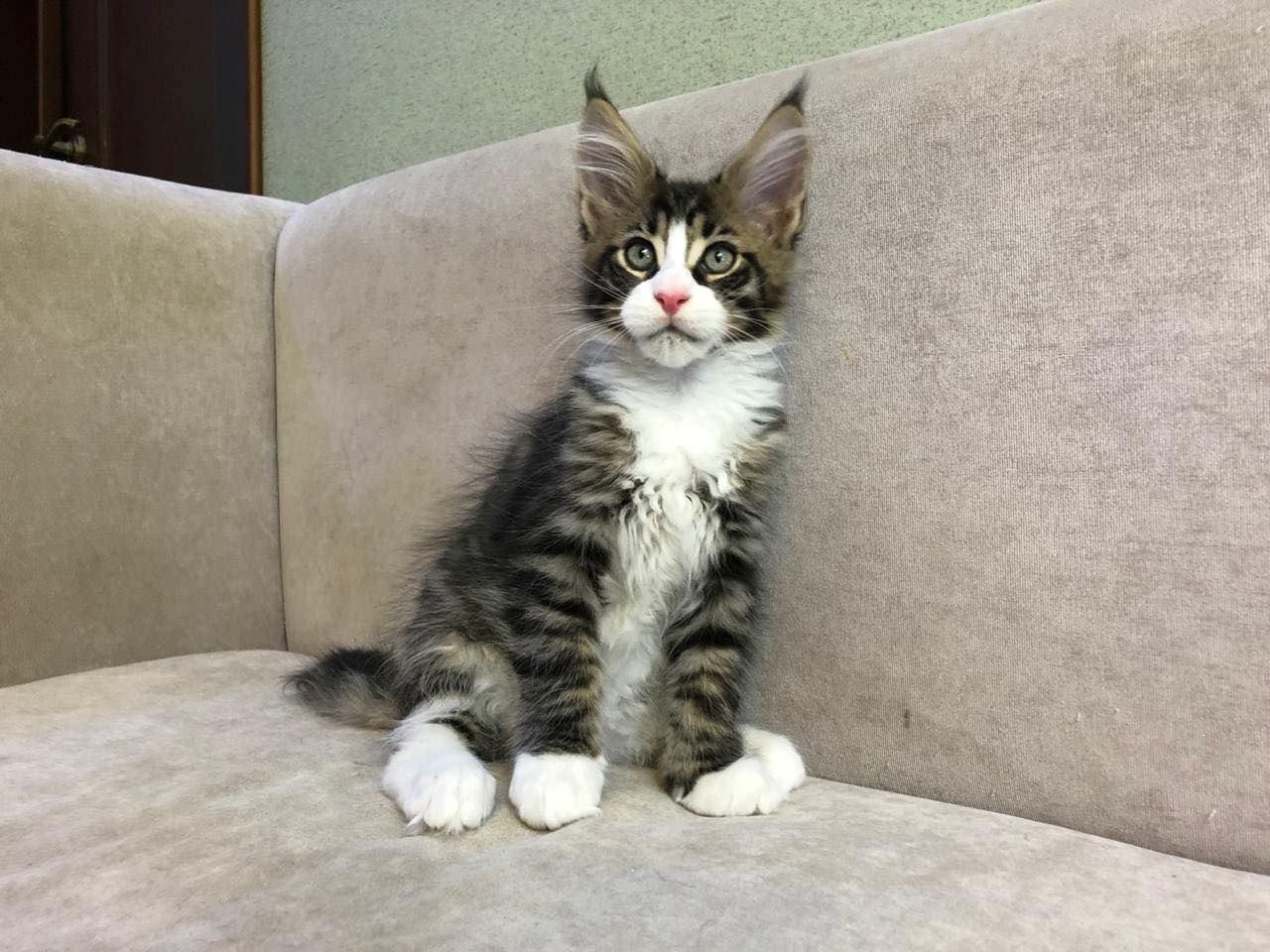 Wunderschöne reinrassige Maine Coon Kitten dürfen ausziehen!