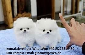 Wunderschöne Pomeranian-Welpen verfügbar