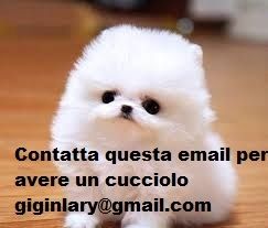 süßer, Zwergspitz-Pomeranian Welpen