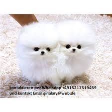 Reinrassige Zwergspitz Pomeranian welpen