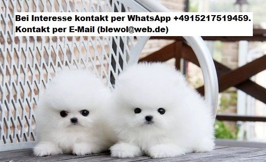 Zwergspitz Pomeranian welpen (Reinrassige )