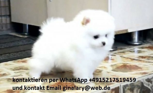 Wunderschöne Zwergspitz Pomeranian-Welpen