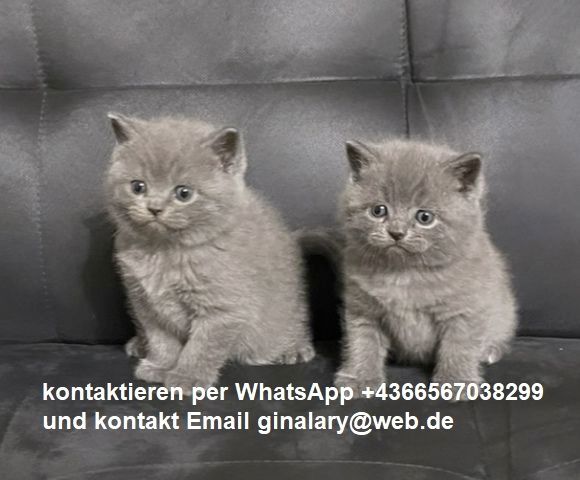 BKH-Britisch Kurzhaar Kätzchen
