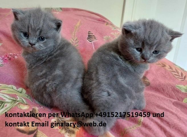 Gesund Britisch Kurzhaar Katzchen