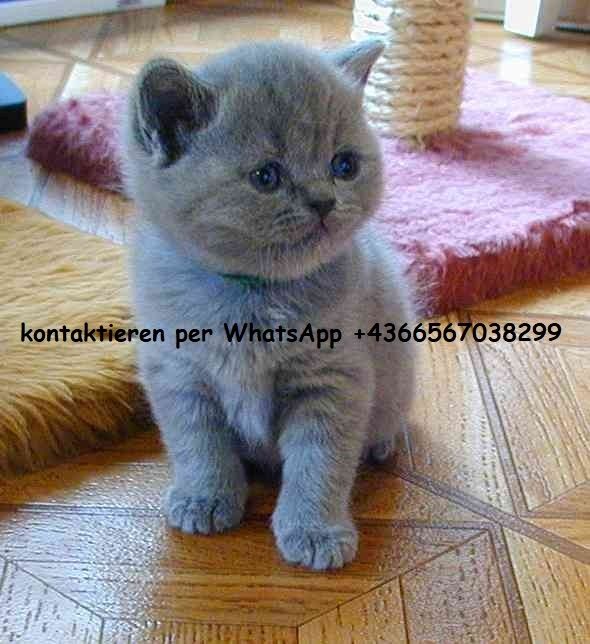 BKH KITTEN (Baby Britisches Kurzhaar Kätzchen)