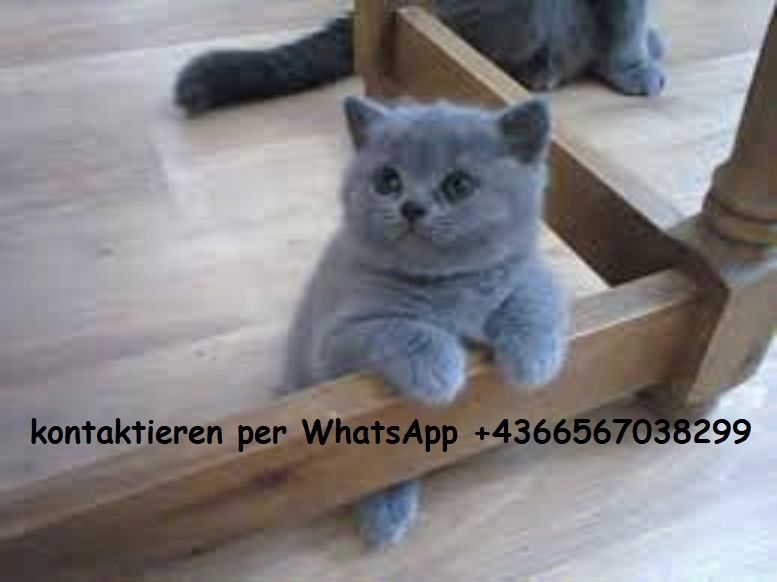 Prächtige Britisch Kurzhaar Kätzchen