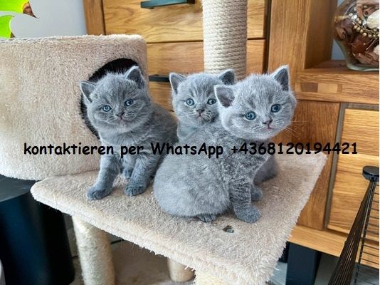 Schön Britisch Kurzhaar Kätzchen(BKH)
