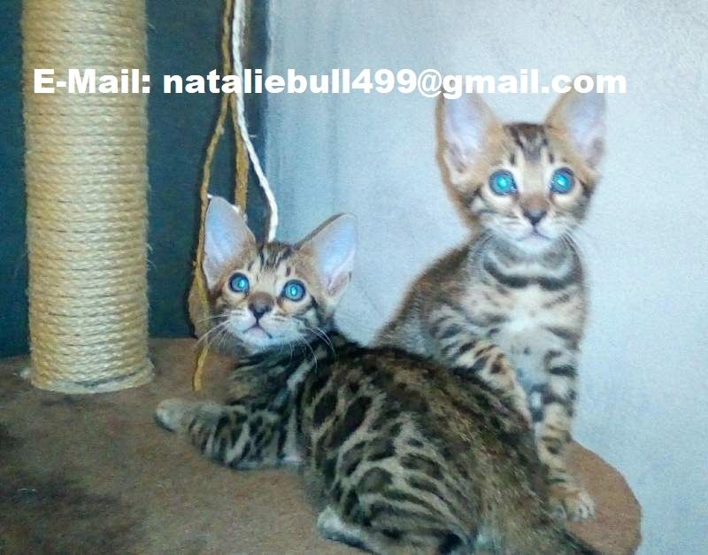 Bengal Kitten m/w Bengal Kitten m/w