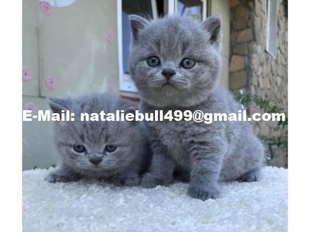 Britisch Kurzhaar ,.