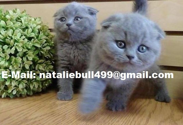 Britisch Kurzhaar Kätzchen zu verkaufen,.