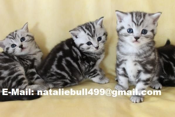 BKH-Kitten mit dem Stammbaum,,