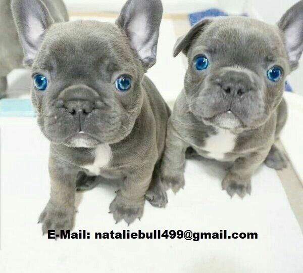 Französische Bulldogge, Welpen.