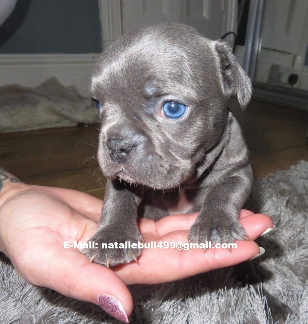 Französische Bulldoggen Welpen Rüden und Hündinnen,,