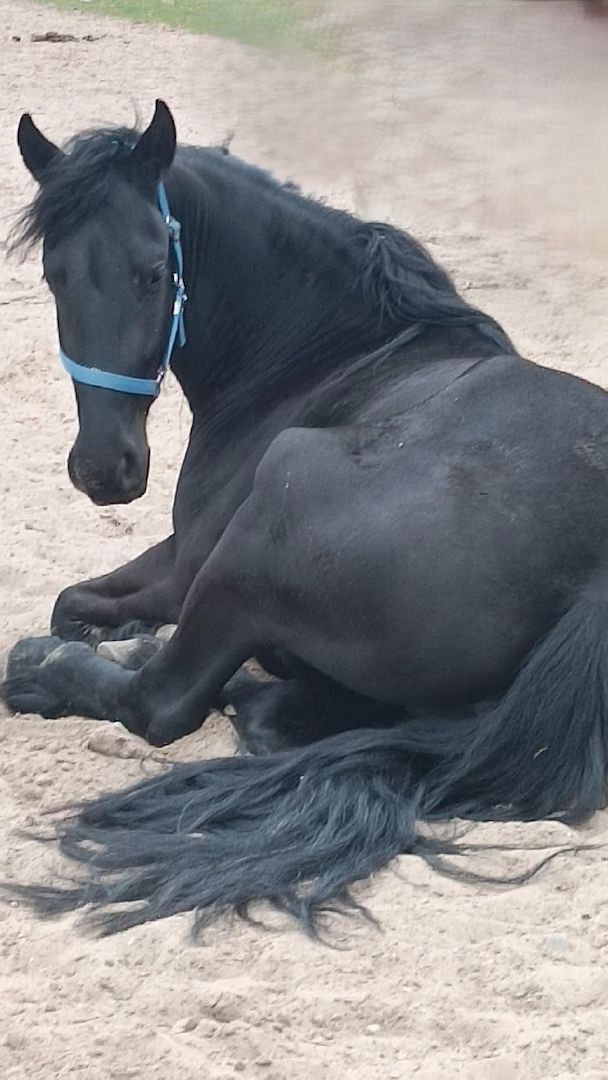 Tolle Friesenstute sucht Herzensmensch