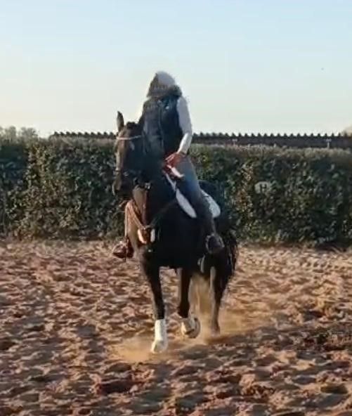 Tolle Friesenstute sucht Herzensmensch