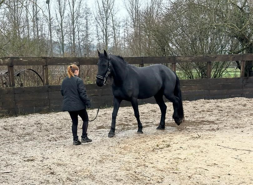 Tolle Friesenstute sucht Herzensmensch