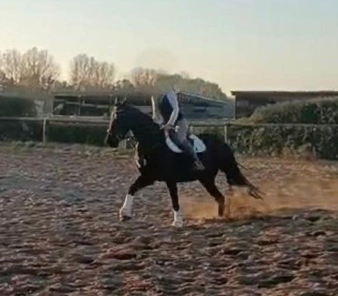 Tolle Friesenstute sucht Herzensmensch