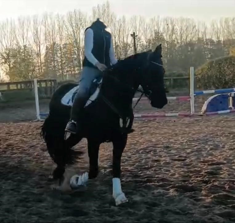 Tolle Friesenstute sucht Herzensmensch