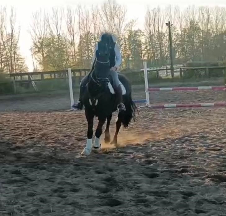 Tolle Friesenstute sucht Herzensmensch