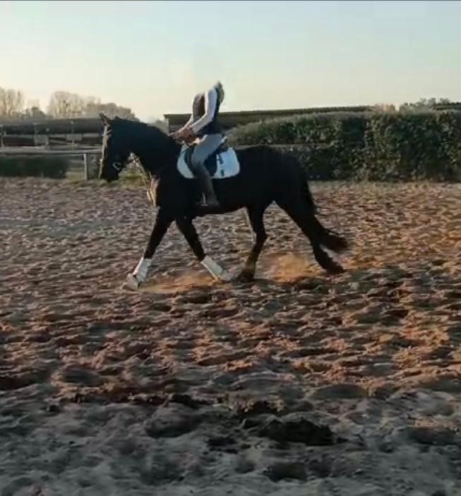 Tolle Friesenstute sucht Herzensmensch