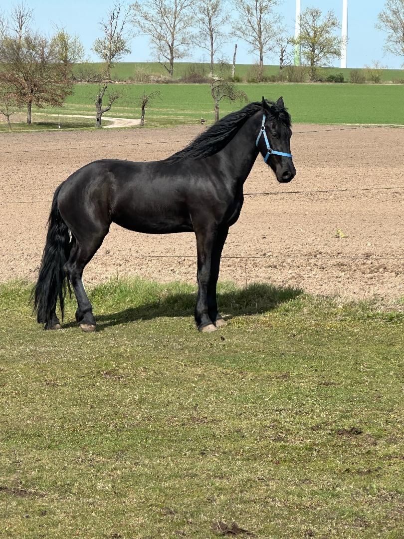 Tolle Friesenstute sucht Herzensmensch