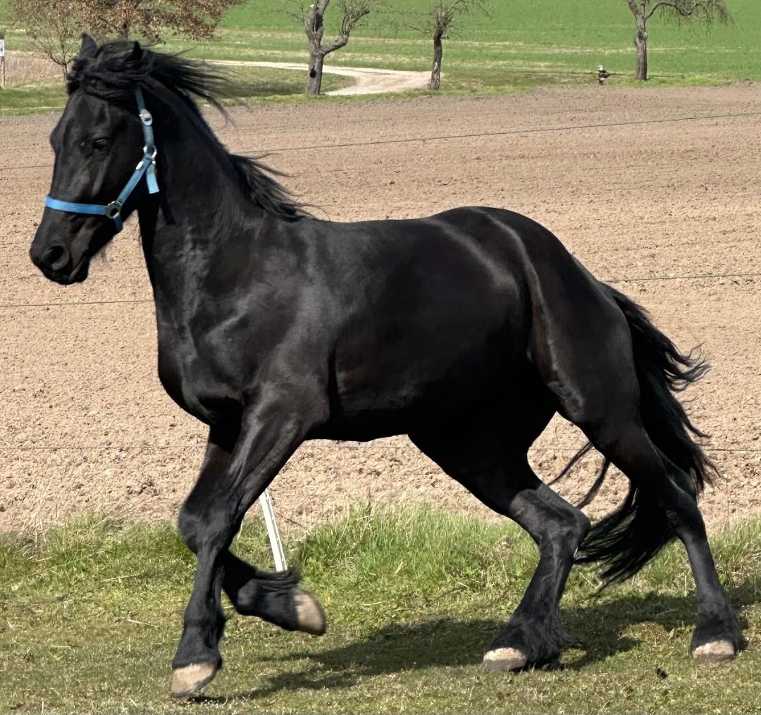 Tolle Friesenstute sucht Herzensmensch