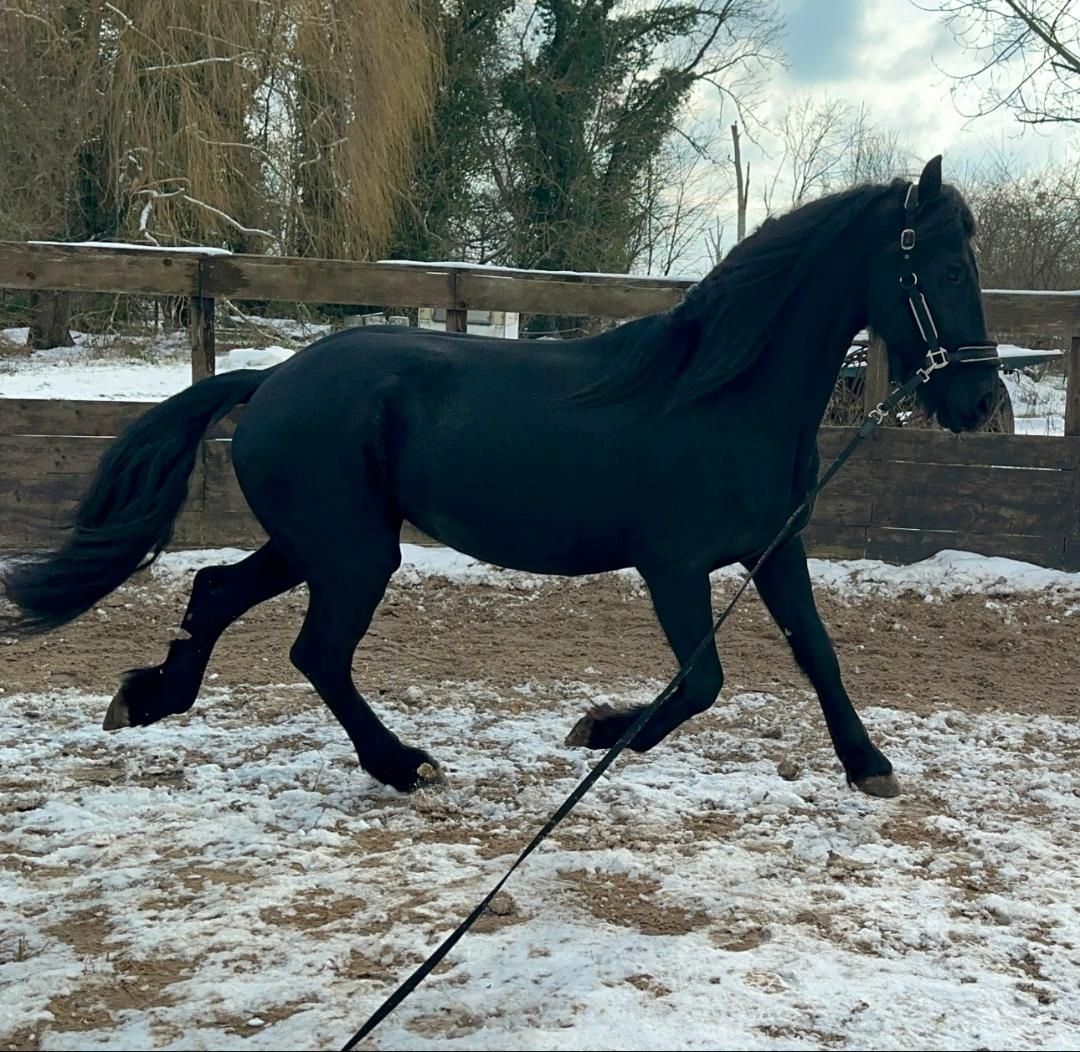 Tolle Friesenstute sucht Herzensmensch